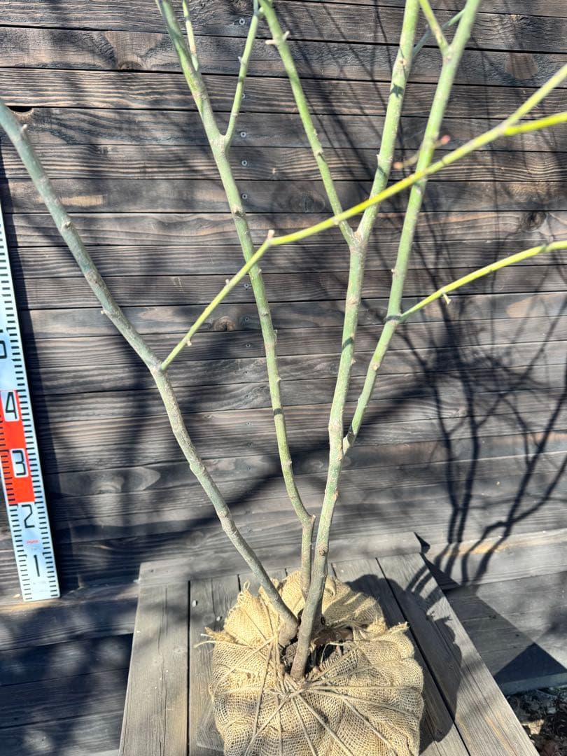 ヤマモミジ/山採り天然木/自然樹形/株立ち【現品発送】管理80029