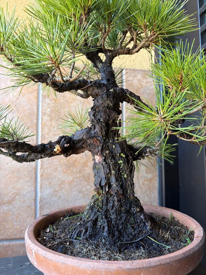 黒松盆栽　岩石性　古樹