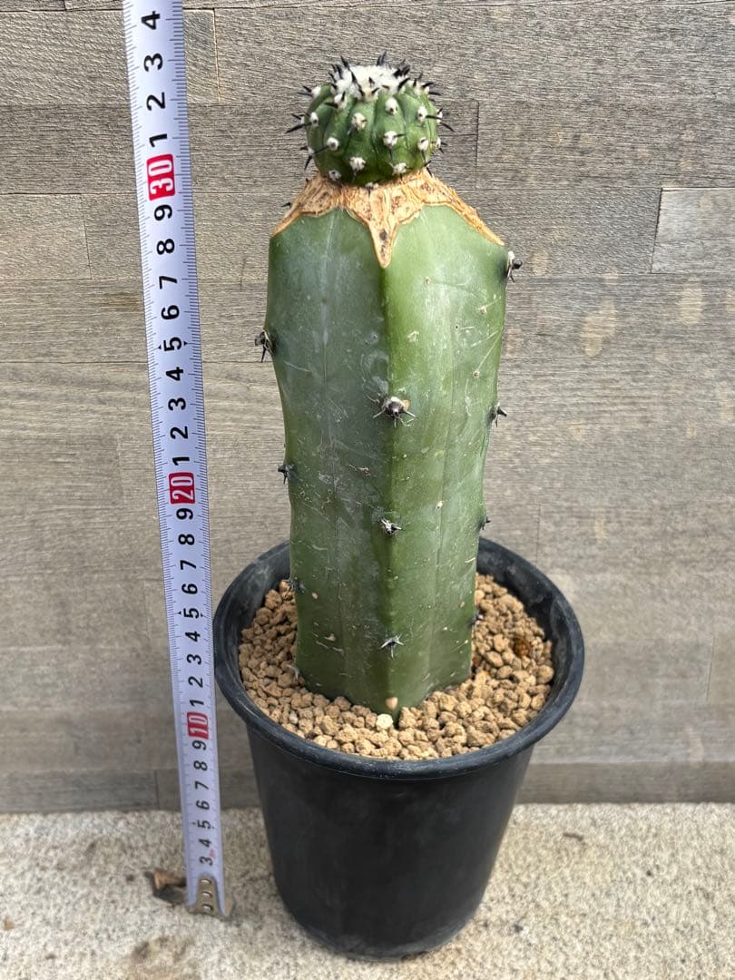 コピアポア　佐野短刺黒王丸　モンストローサ　シネレア