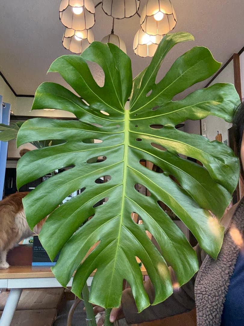 値段下げ］モンステラマクロコソムカット苗 葉長70cm 水耕管理中