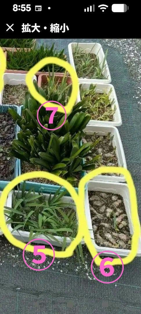 腰を痛め育てられない為、庭を全て整理中!!(こちらからお好きな物をお選び下さい)