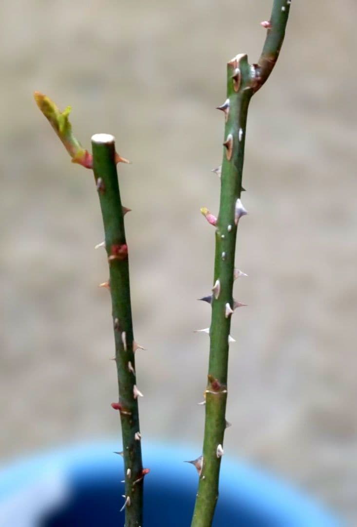 レアバラ苗　超強香　8号鉢接ぎ木大苗　廃盤種