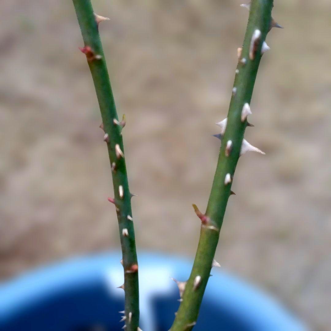 レアバラ苗　超強香　8号鉢接ぎ木大苗　廃盤種