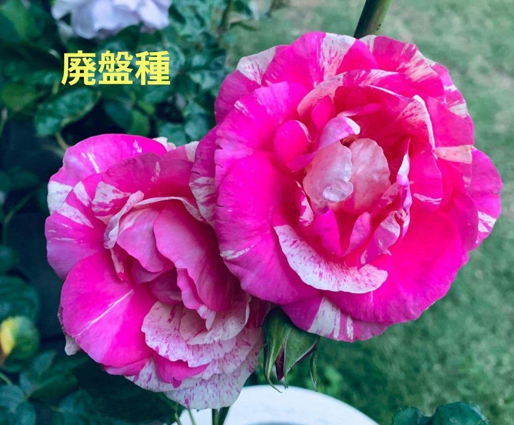 レアバラ苗　超強香　8号鉢接ぎ木大苗　廃盤種