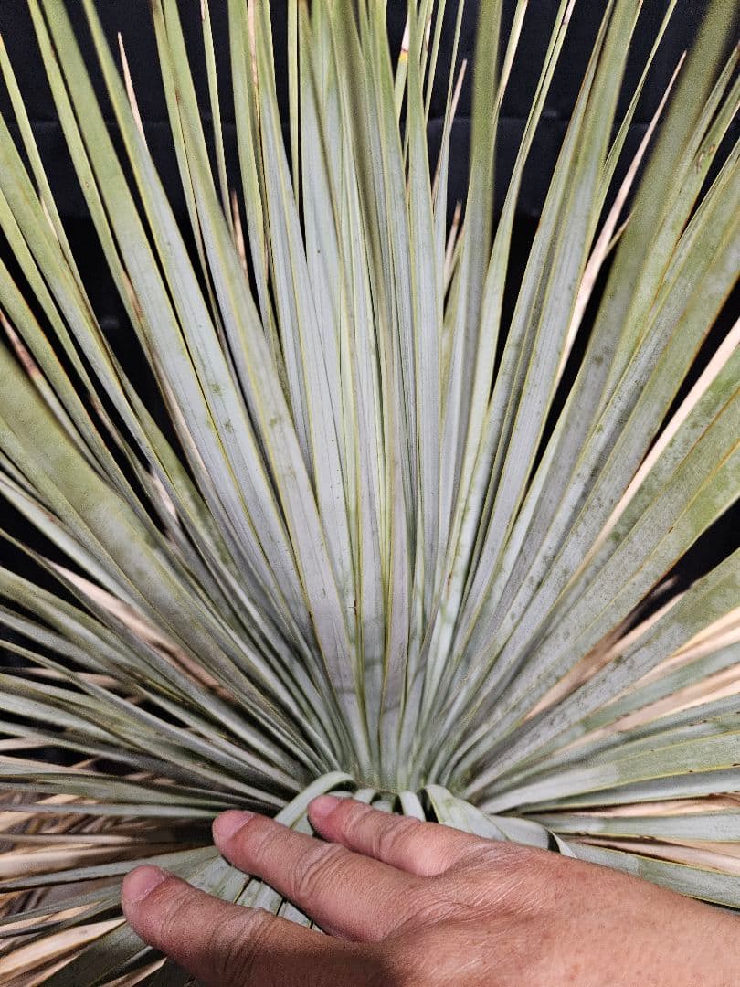 専用出品 セット割 ユッカ ロストラータ 太株 (ま)