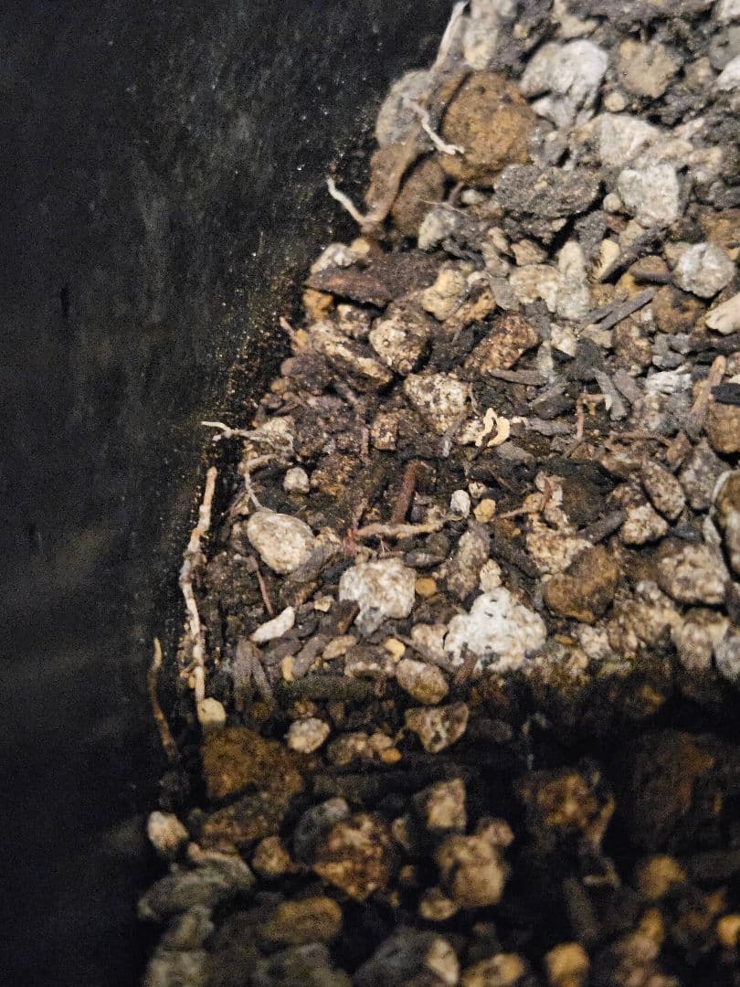 専用出品 セット割 ユッカ ロストラータ 太株 (ま)