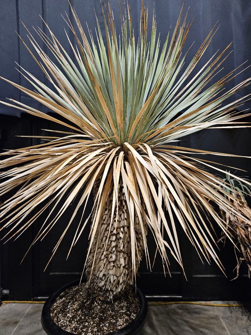 専用出品 セット割 ユッカ ロストラータ 太株 (ま)