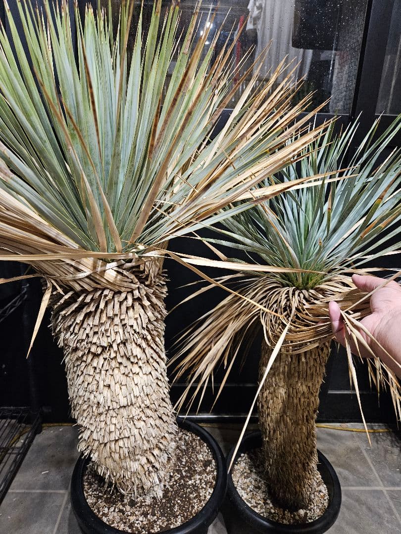 専用出品 セット割 ユッカ ロストラータ 太株 (ま)