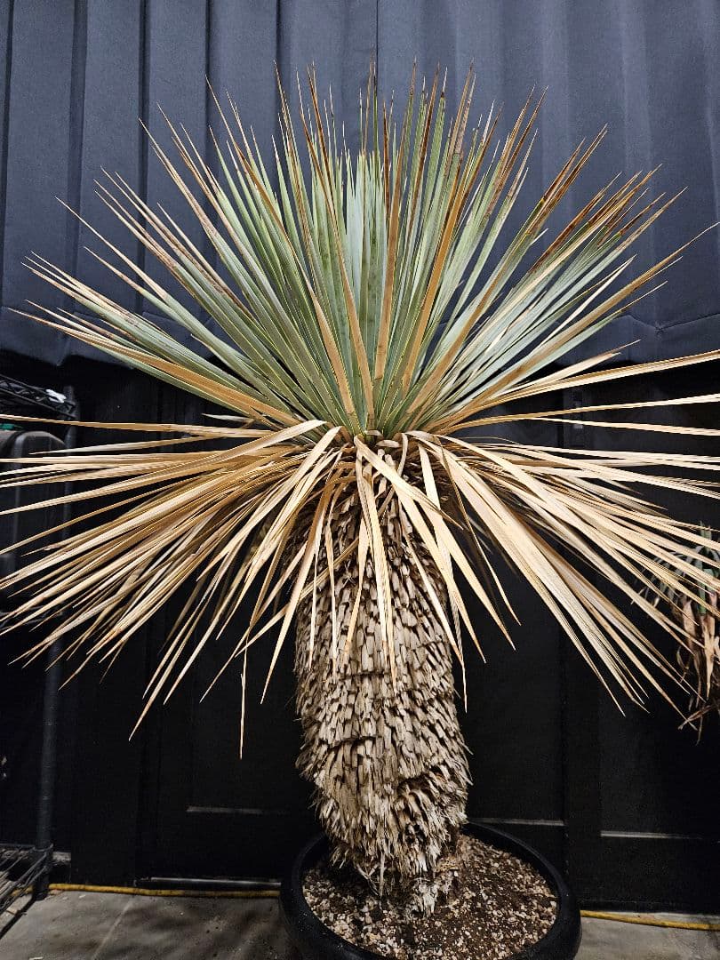 専用出品 セット割 ユッカ ロストラータ 太株 (ま)