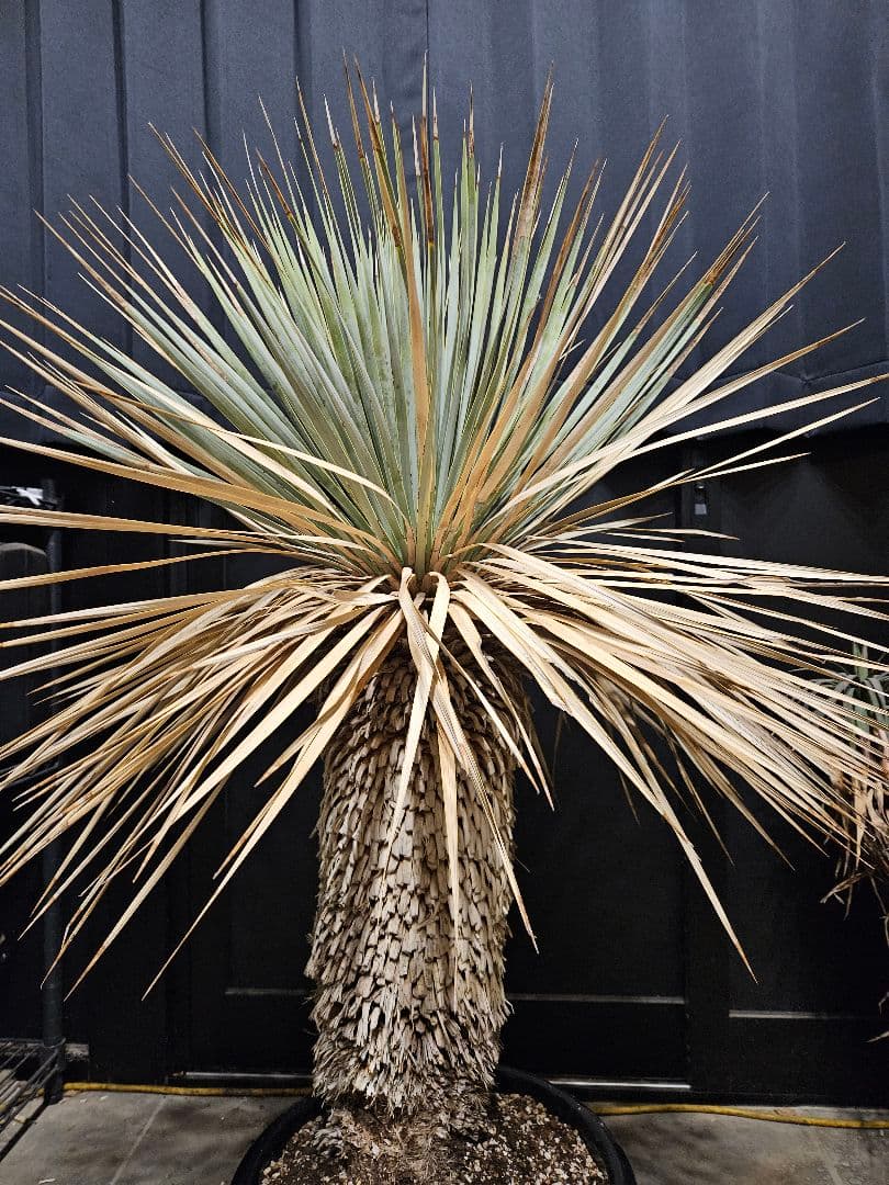 専用出品 セット割 ユッカ ロストラータ 太株 (ま)