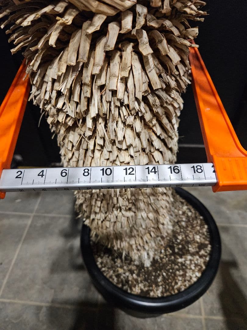 専用出品 セット割 ユッカ ロストラータ 太株 (ま)