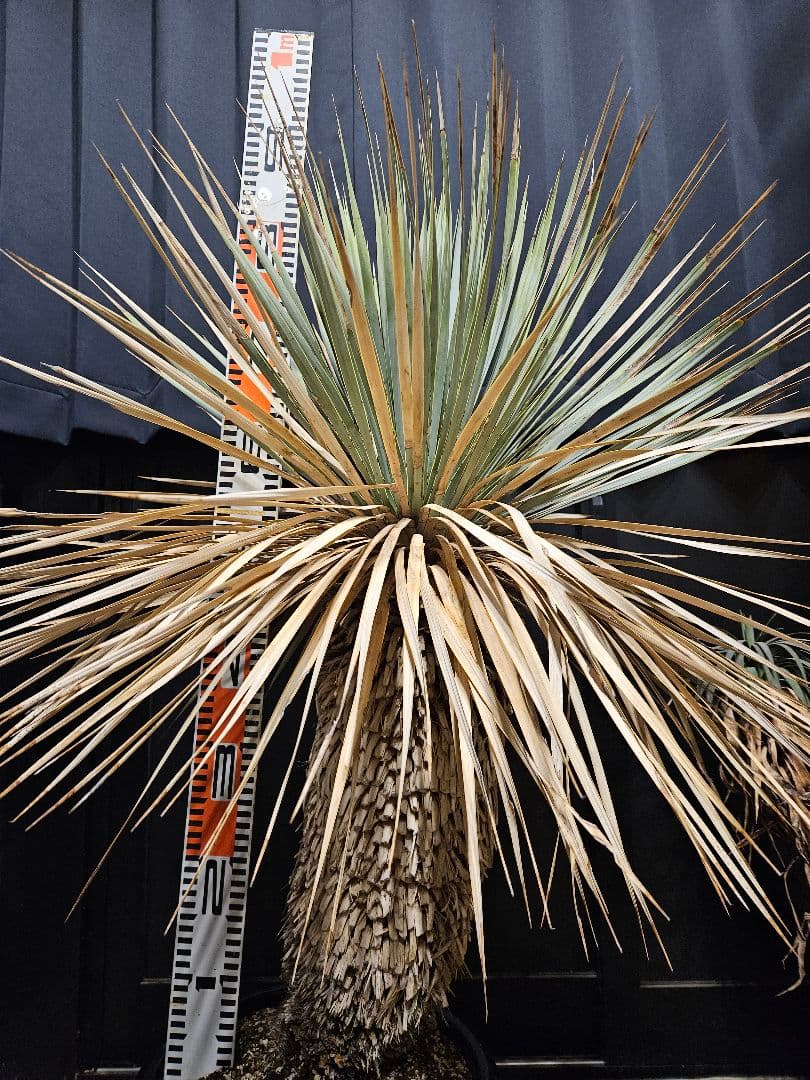 専用出品 セット割 ユッカ ロストラータ 太株 (ま)