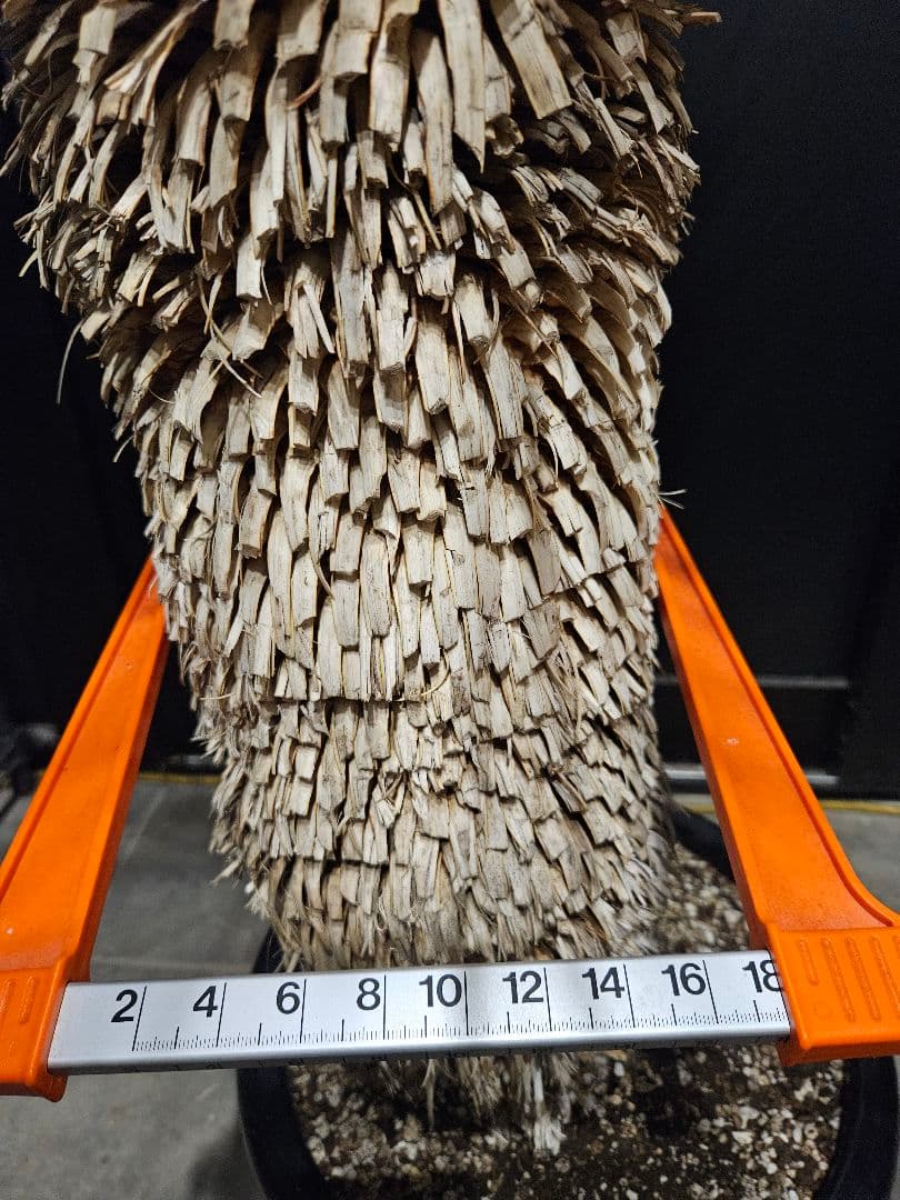 専用出品 セット割 ユッカ ロストラータ 太株 (ま)