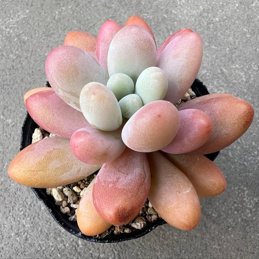 多肉アン苗 (S氏作出) 乙女心×アメチスチヌム 微根あり 抜き苗 - メルカリ