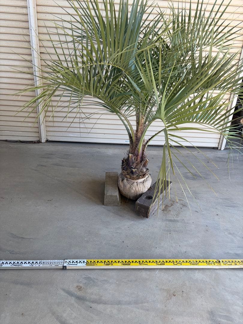 ココスヤシ　根鉢上から130cm