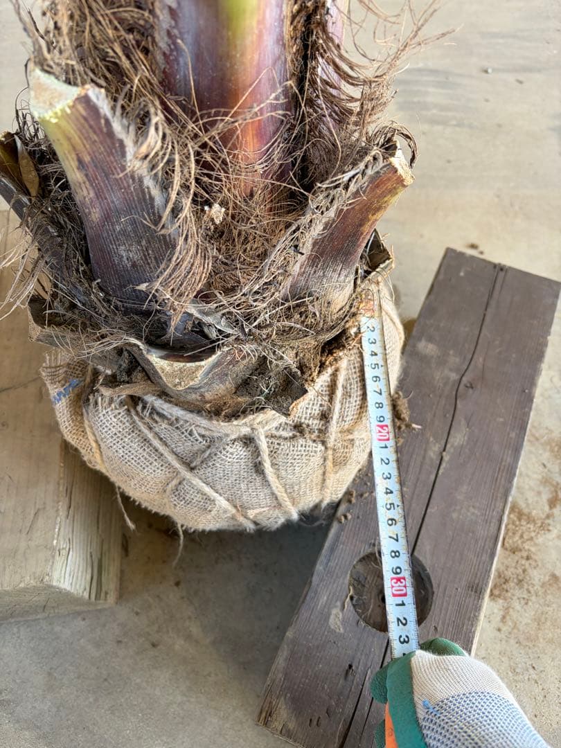 ココスヤシ　根鉢上から130cm