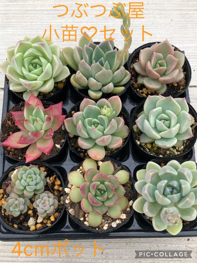 多肉植物 つぶつぶ屋さん♡小苗セット① - メルカリ