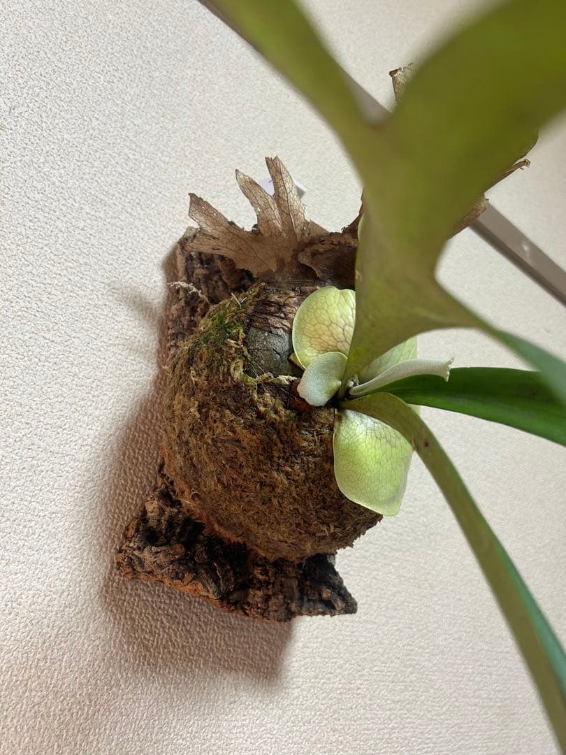 ビカクシダ ウィリンキー East Java｜コルク付け｜現品 ①