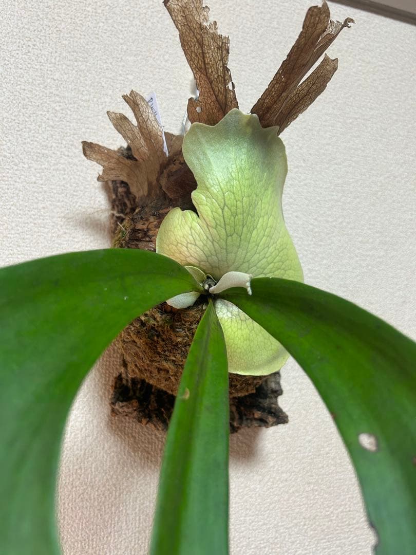 ビカクシダ ウィリンキー East Java｜コルク付け｜現品 ①