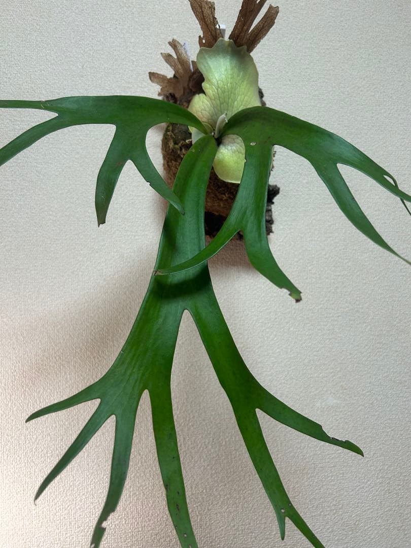 ビカクシダ ウィリンキー East Java｜コルク付け｜現品 ①