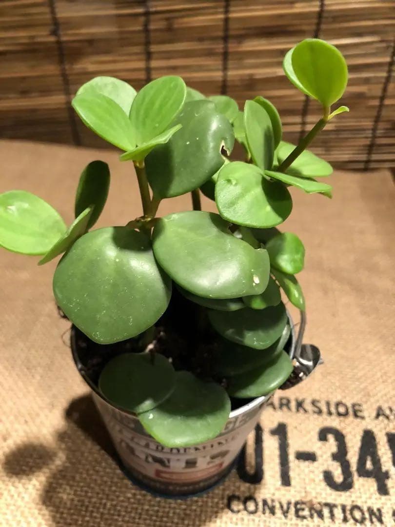 観葉植物 ぺぺロミア ホープ♡
