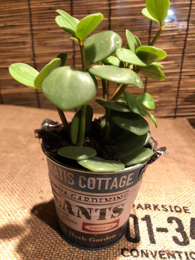 観葉植物 ぺぺロミア ホープ♡