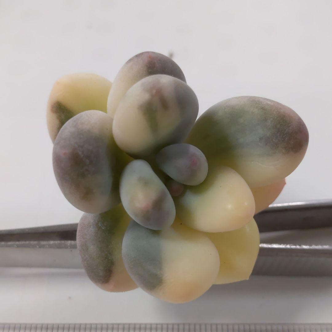 確認どうぞ♥オビフォルメ錦ひまわり紅頬科です。