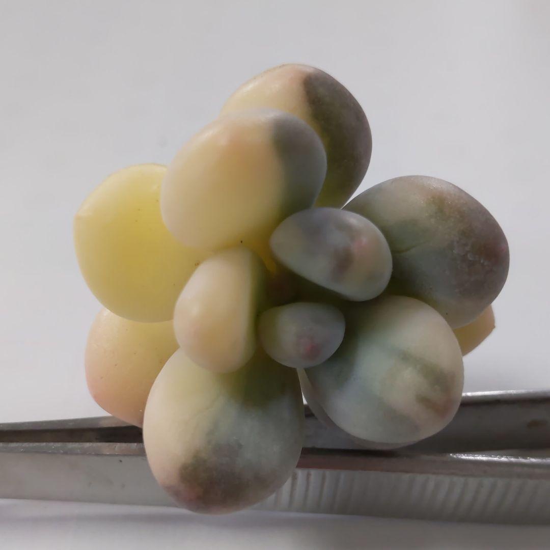 確認どうぞ♥オビフォルメ錦ひまわり紅頬科です。