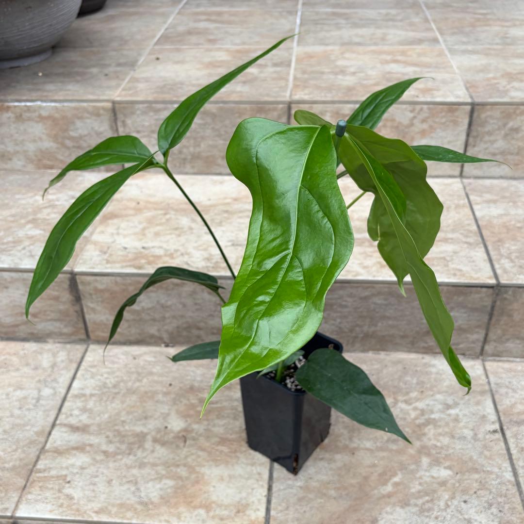 アンスリウム　カリブレイリー　約3.5号鉢　No.001　鉢、送料込