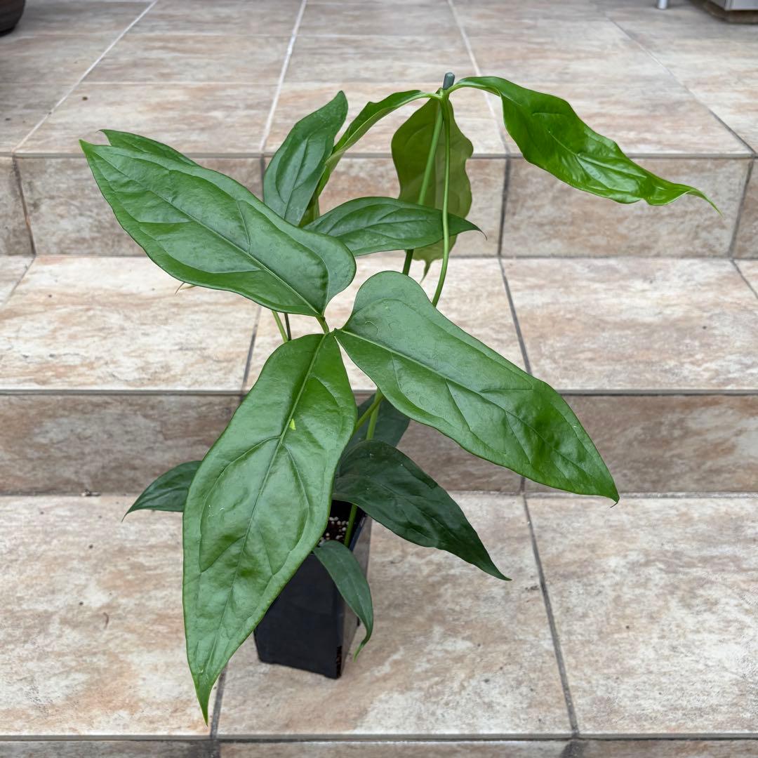 アンスリウム　カリブレイリー　約3.5号鉢　No.001　鉢、送料込