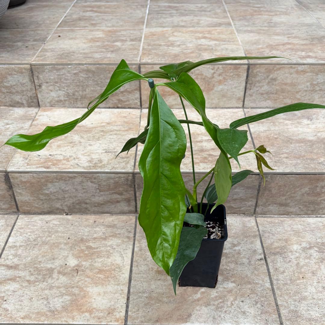 アンスリウム　カリブレイリー　約3.5号鉢　No.001　鉢、送料込