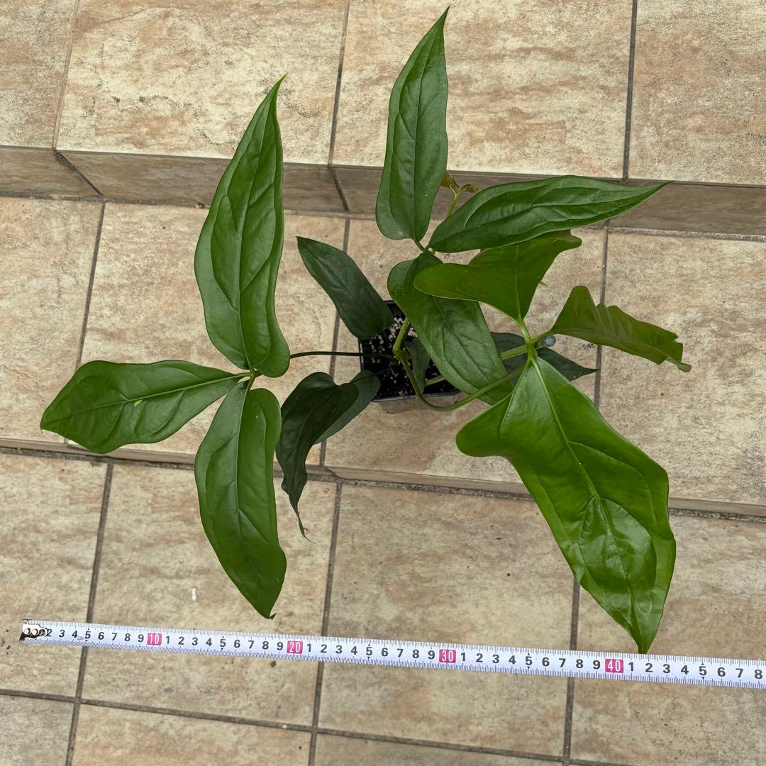 アンスリウム　カリブレイリー　約3.5号鉢　No.001　鉢、送料込