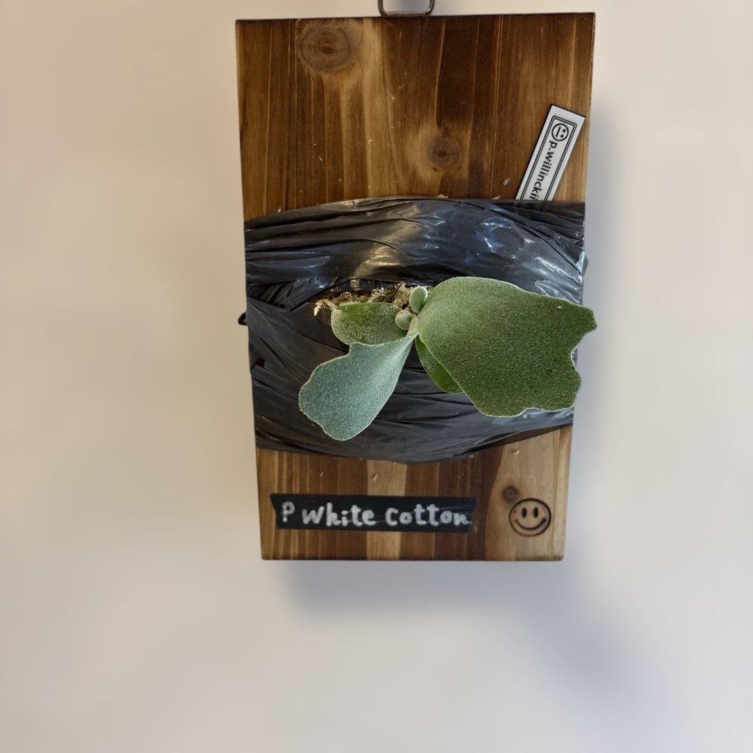 ビカクシダ willinckii White cotton pup