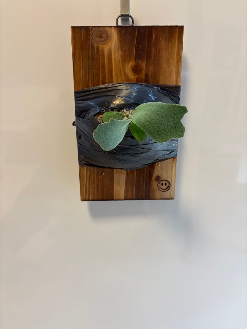 ビカクシダ willinckii White cotton pup