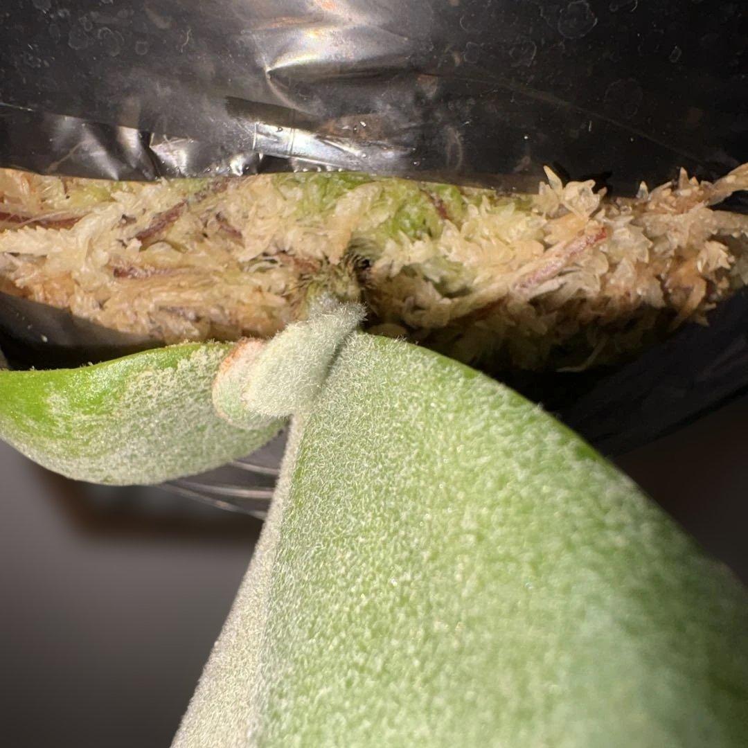 ビカクシダ willinckii White cotton pup