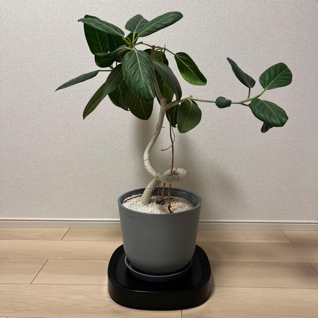 フィカスベンガレンシス 曲がり 観葉植物 室内