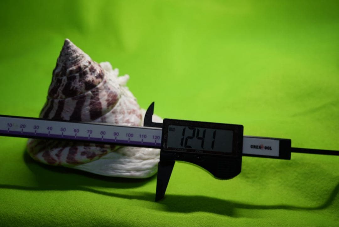 貝殻(沖縄の青い海の宝)タカセガイ - メルカリ