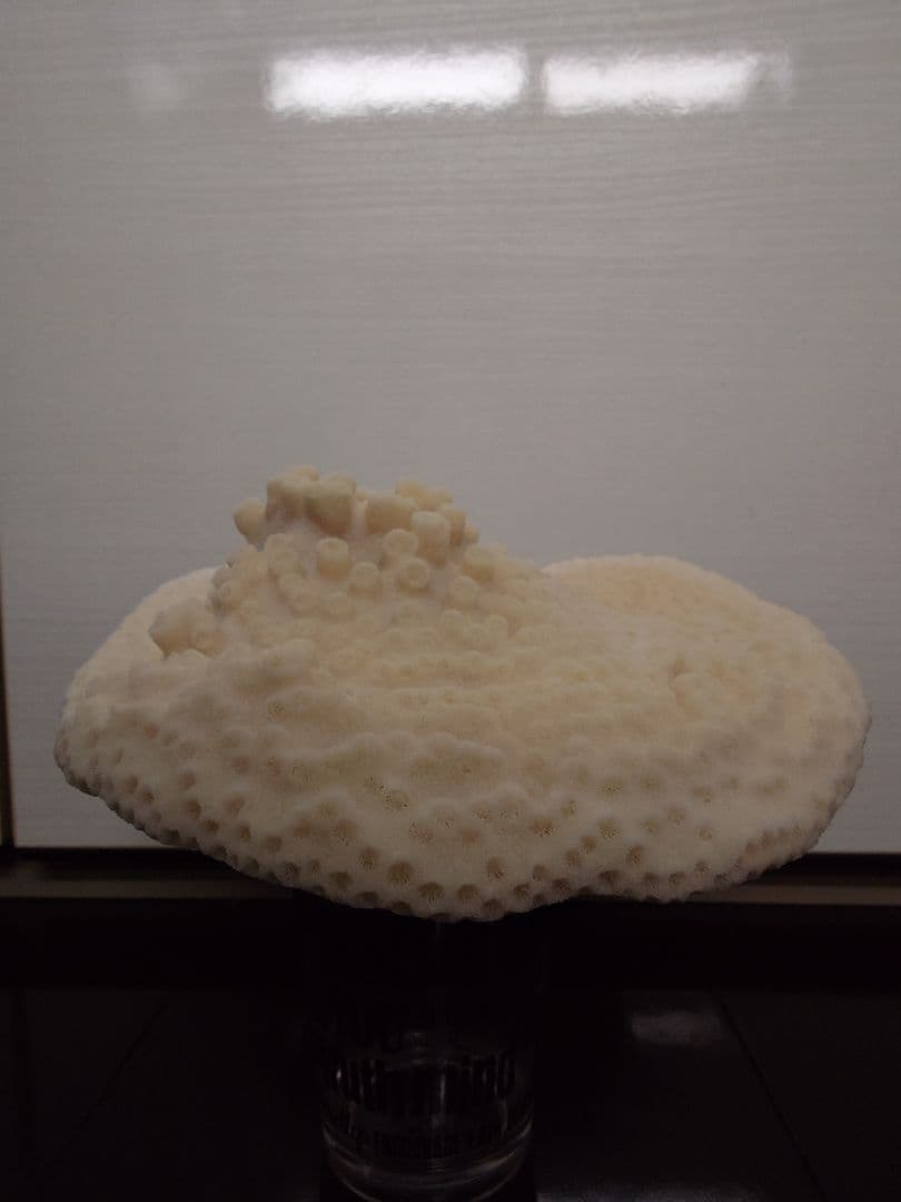 飾りサンゴ 特大サイズ