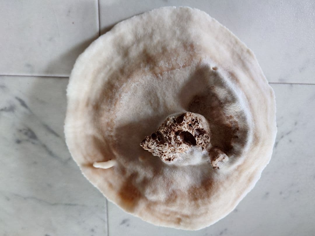 飾りサンゴ 特大サイズ