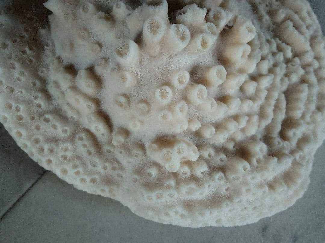 飾りサンゴ 特大サイズ