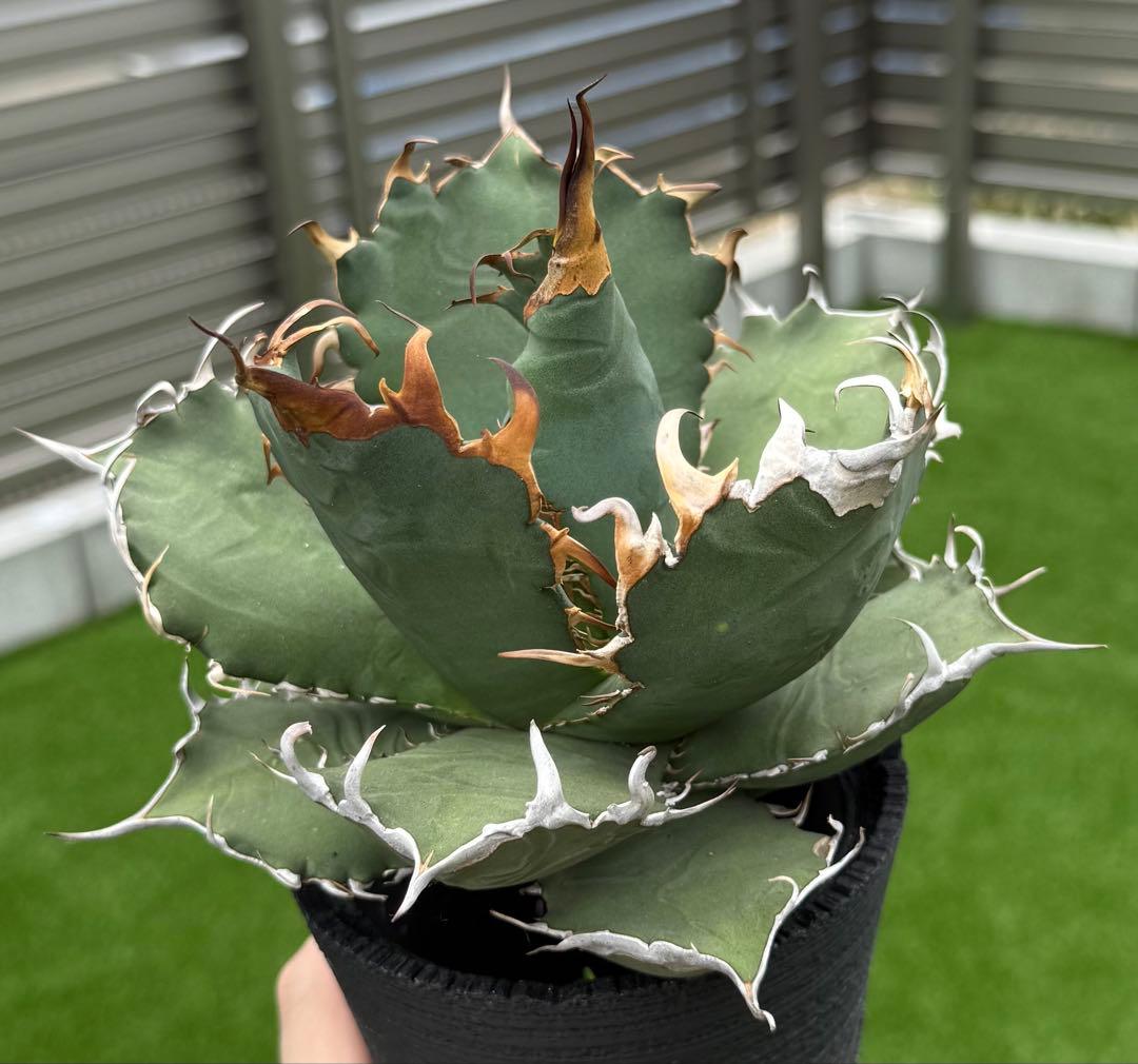 アガベ チタノタ オアハカ現地球 発根管理中！【親株・強鋸歯・強バンド幅】