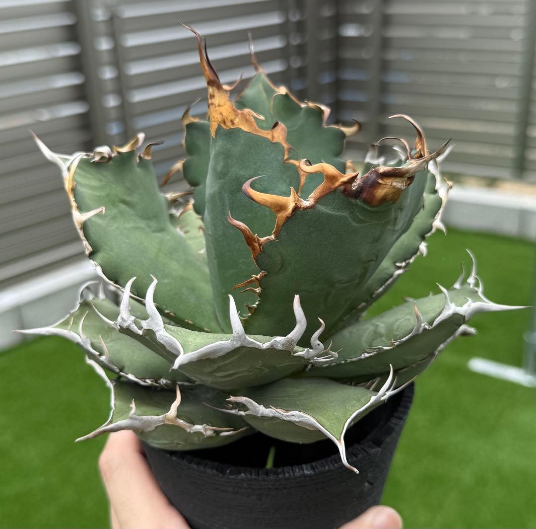アガベ チタノタ オアハカ現地球 発根管理中！【親株・強鋸歯・強バンド幅】