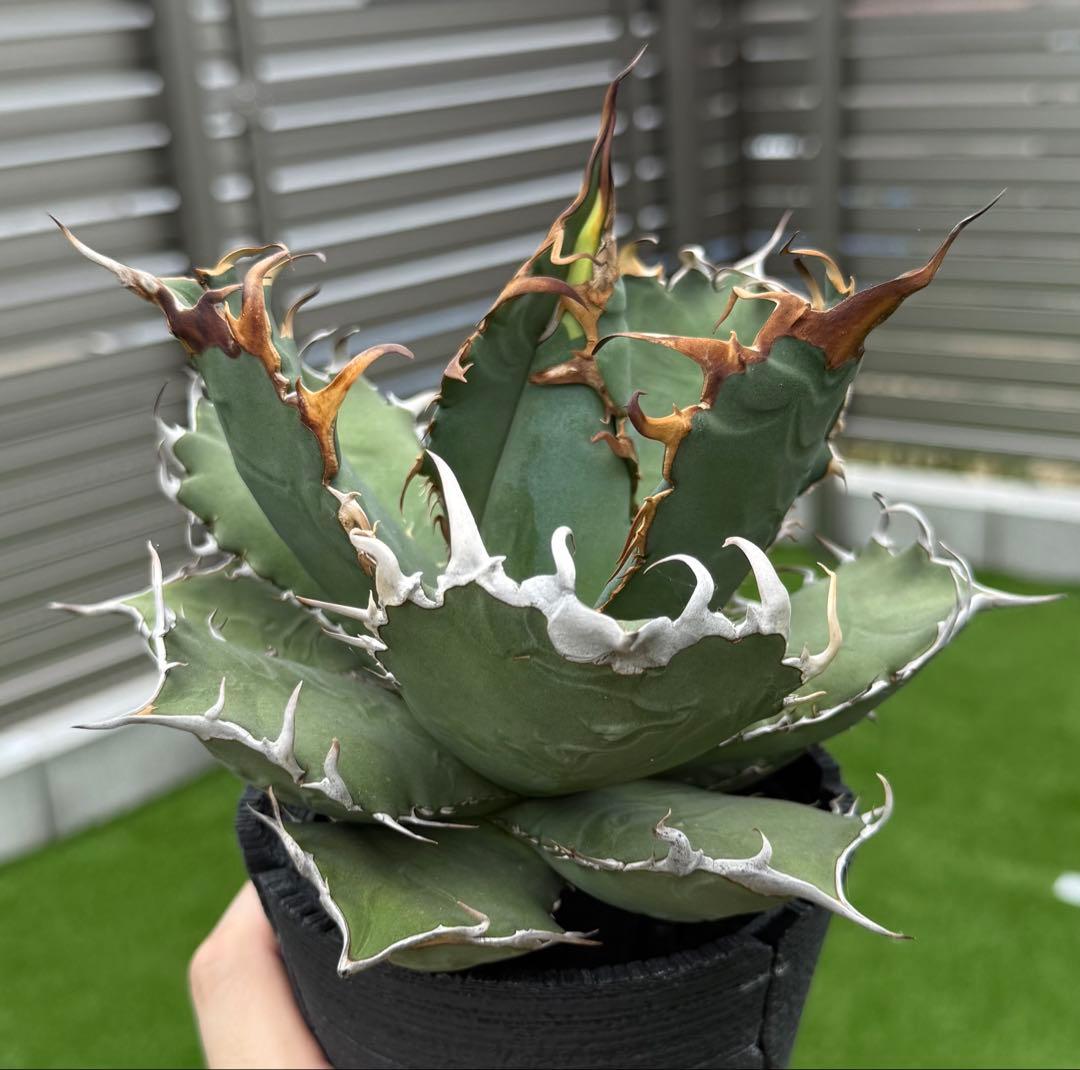 アガベ チタノタ オアハカ現地球 発根管理中！【親株・強鋸歯・強バンド幅】