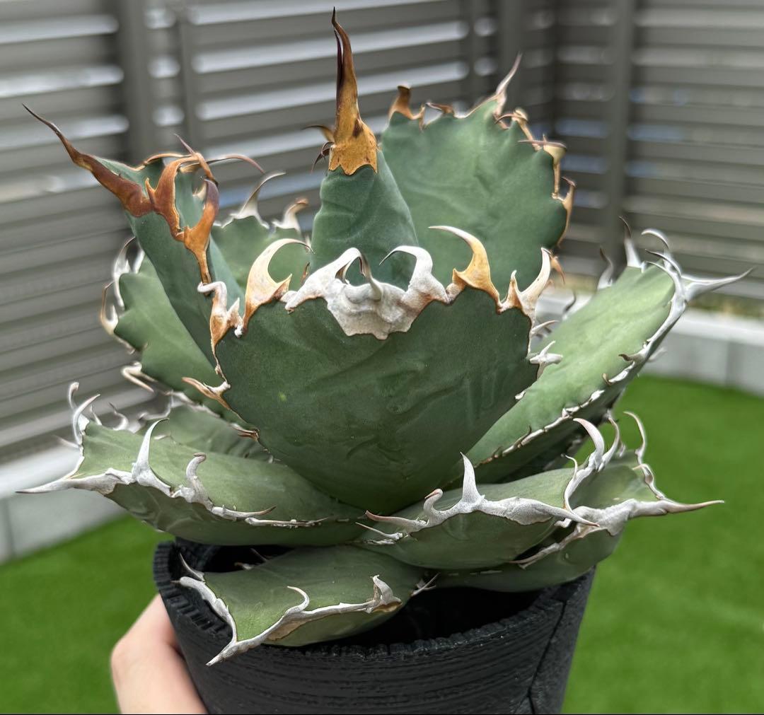 アガベ チタノタ オアハカ現地球 発根管理中！【親株・強鋸歯・強バンド幅】