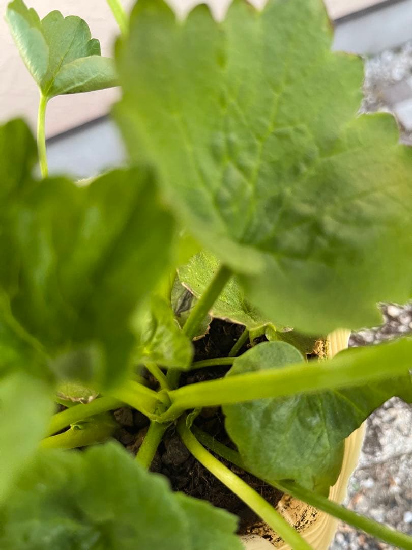 希少 ラナンキュラスラックス「ひむかシリーズ 新品種 スコーピア」宅急便