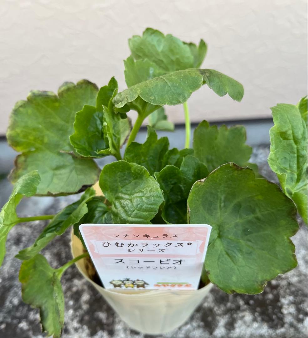 希少 ラナンキュラスラックス「ひむかシリーズ 新品種 スコーピア」宅急便