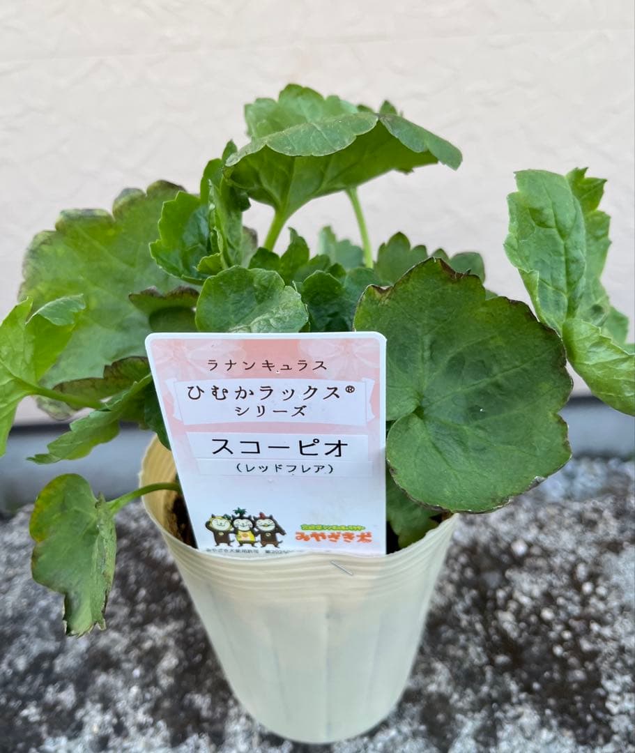 希少 ラナンキュラスラックス「ひむかシリーズ 新品種 スコーピア」宅急便