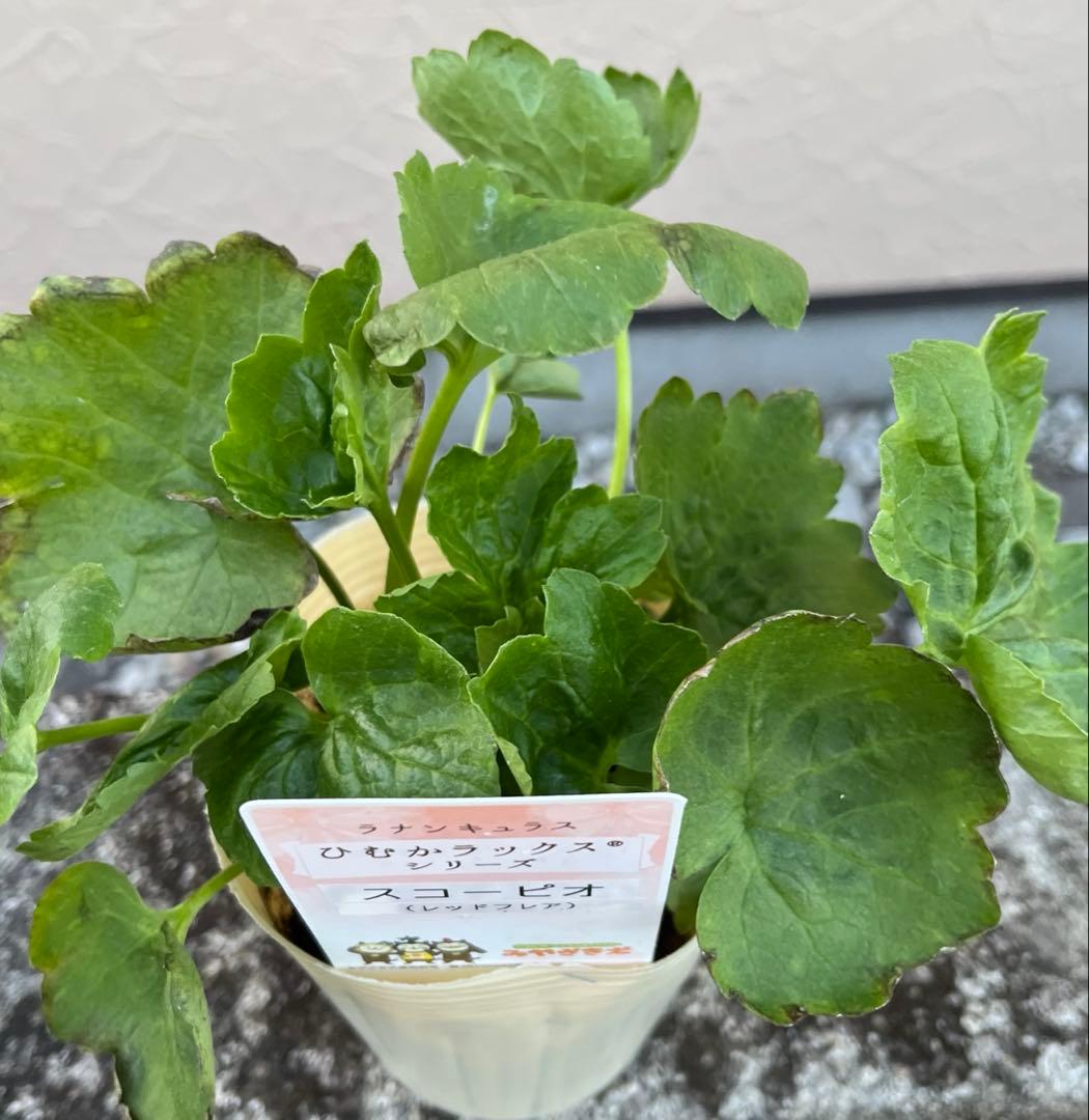 希少 ラナンキュラスラックス「ひむかシリーズ 新品種 スコーピア」宅急便