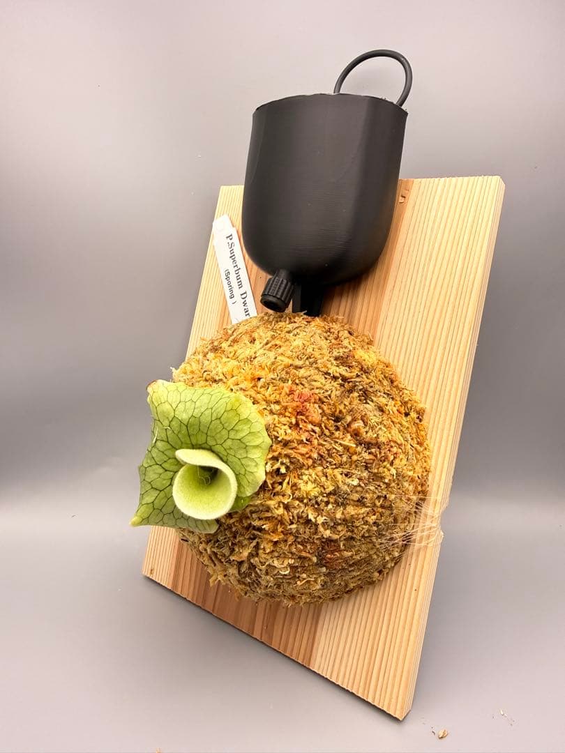 ビカクシダ　P. Superbum Dwarf sporeling