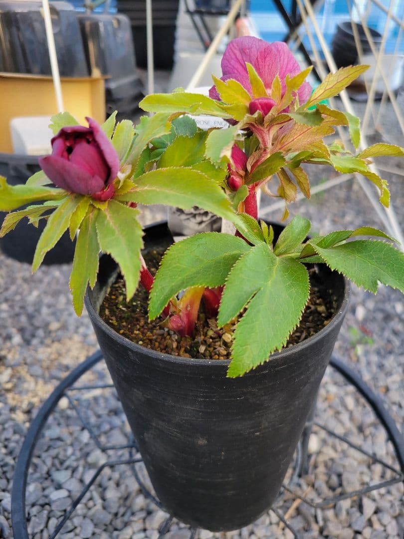 広瀬園芸　レッドダブル　クリスマスローズ